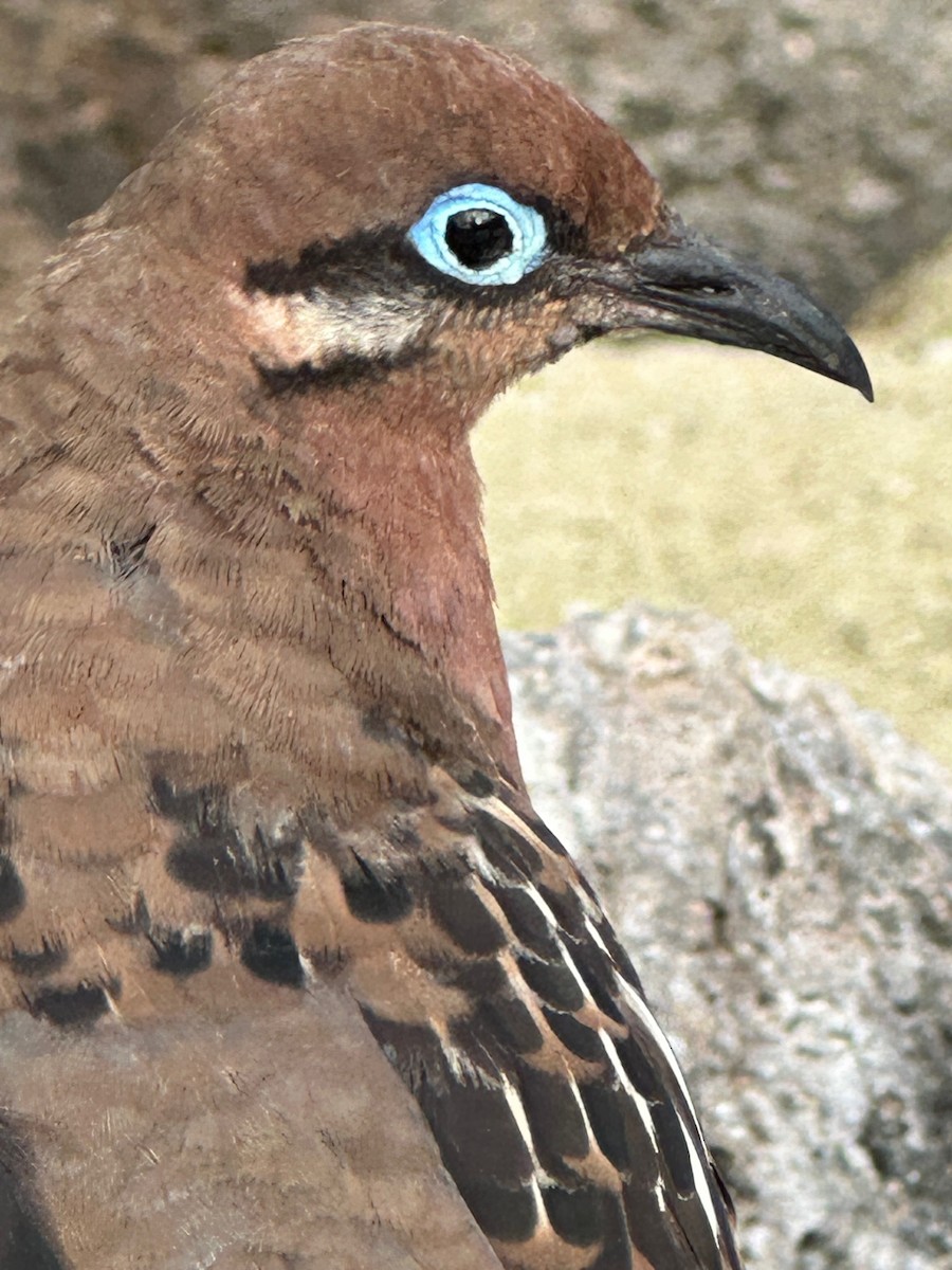 Galapagos Dove - ML590092601