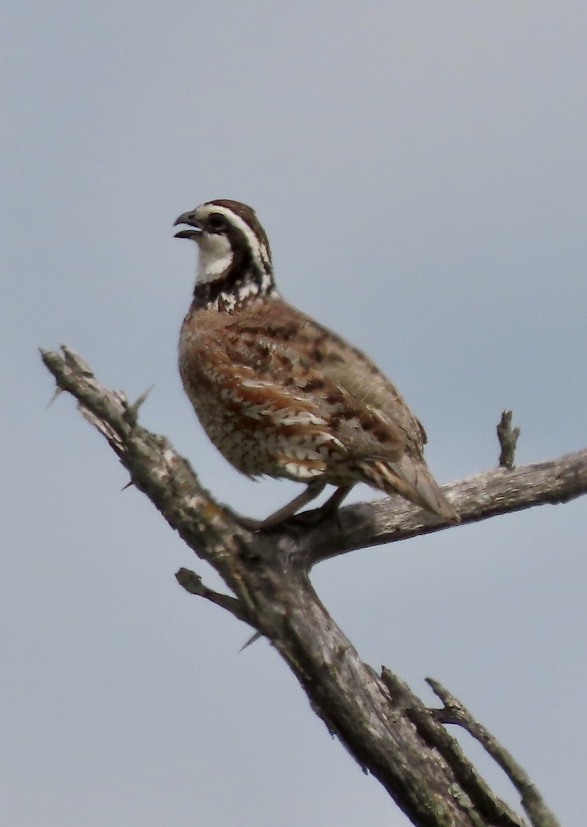 Northern Bobwhite - ML590093641