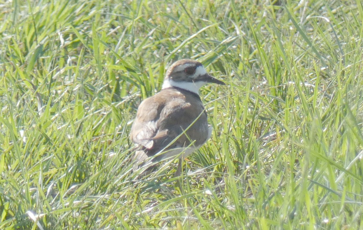 Killdeer - ML590095091