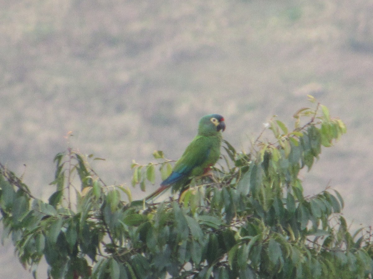 Blue-winged Macaw - ML590096231