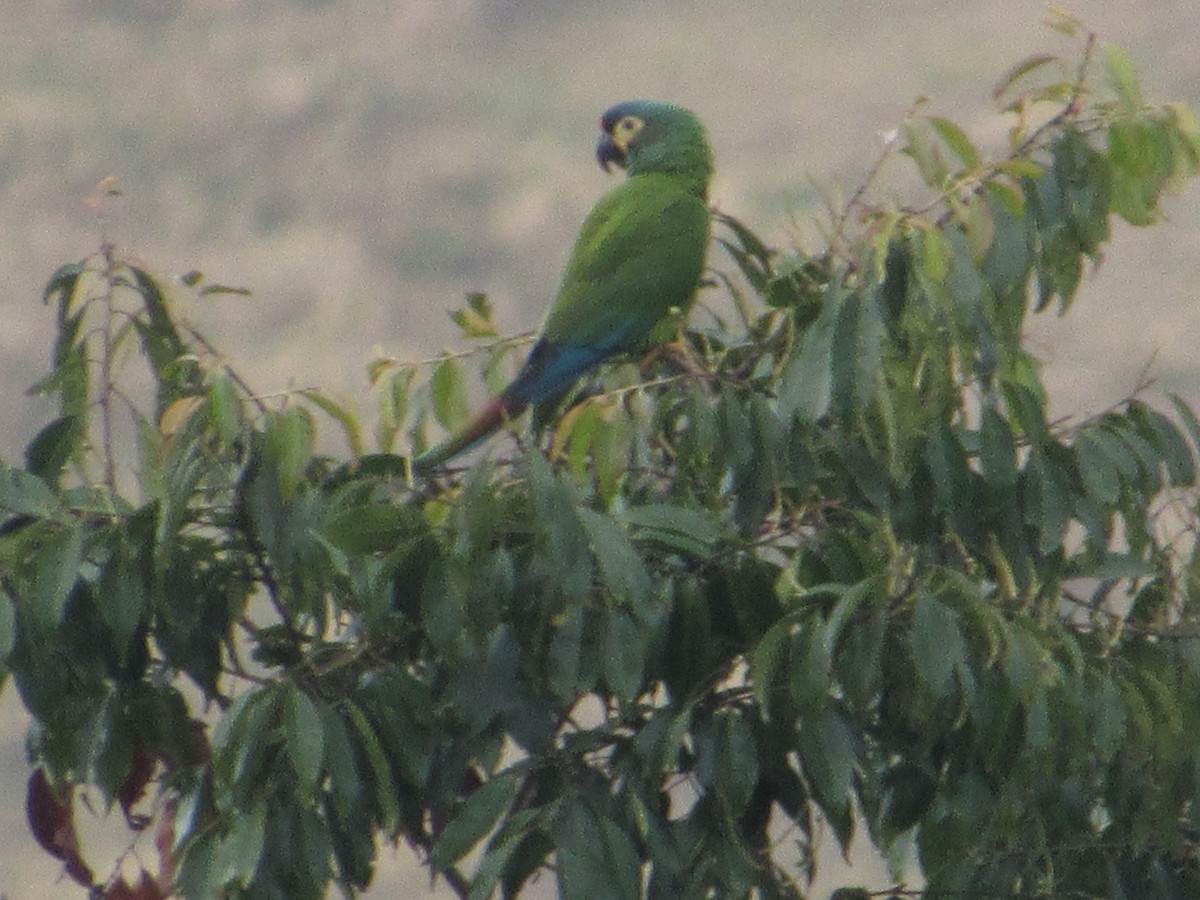 Blue-winged Macaw - ML590096241