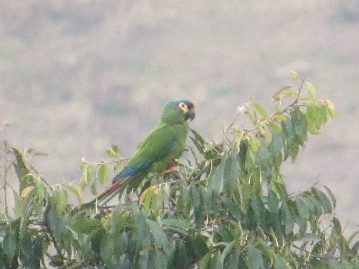 Blue-winged Macaw - ML590096251