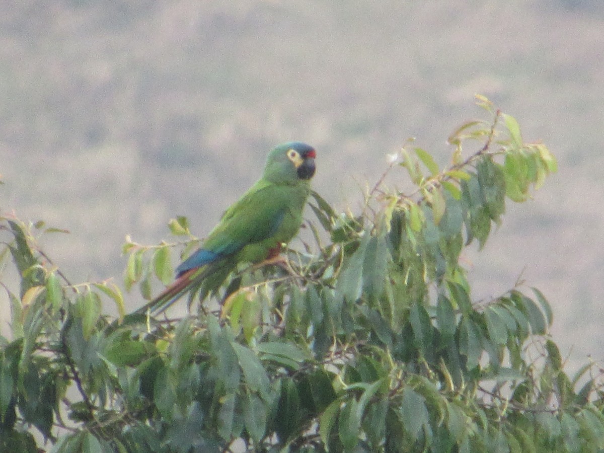 Guacamayo Maracaná - ML590096261