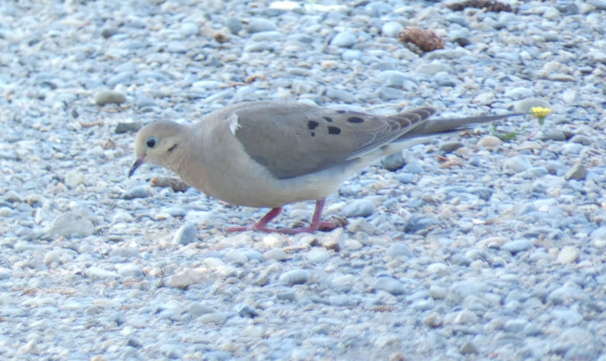 Mourning Dove - ML590096501