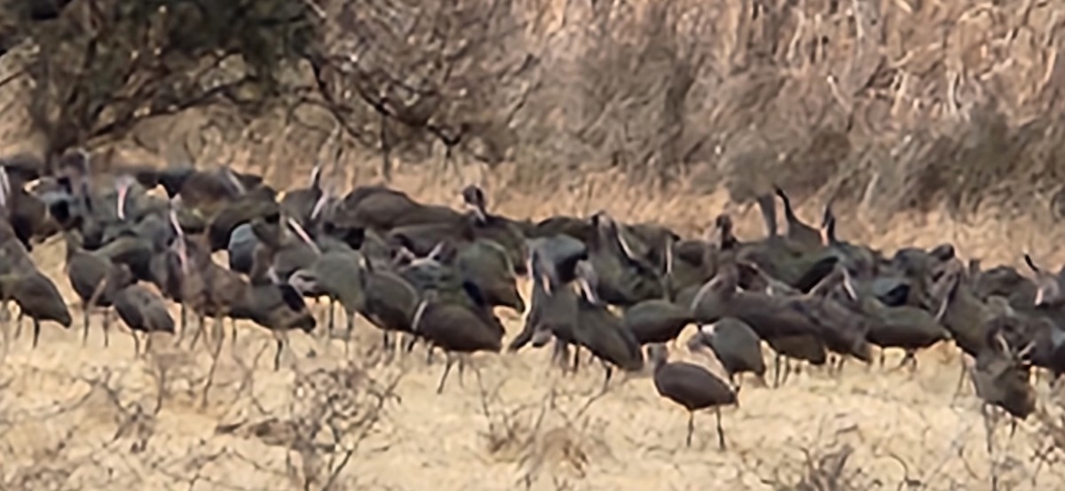 White-faced Ibis - ML590096871