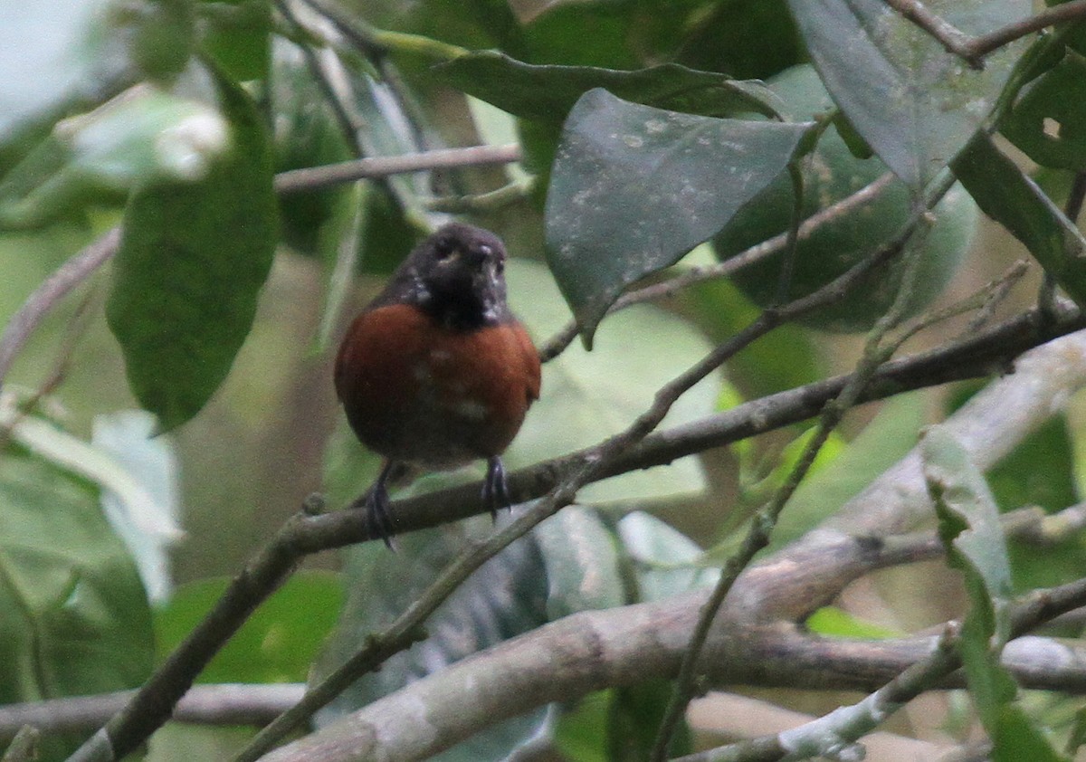 Rufous-breasted Spinetail - ML59009721