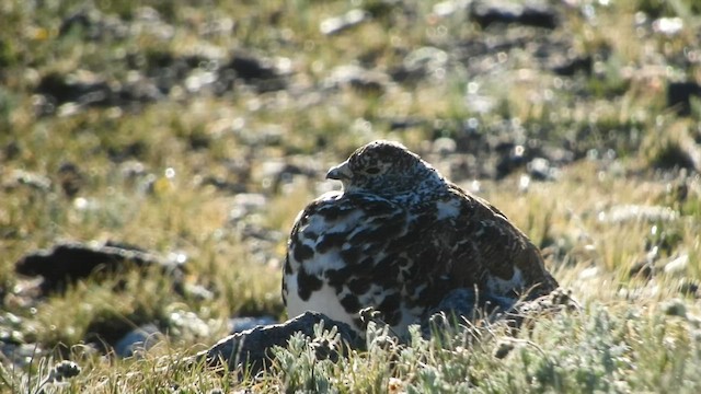 Weißschwanz-Schneehuhn - ML590097411