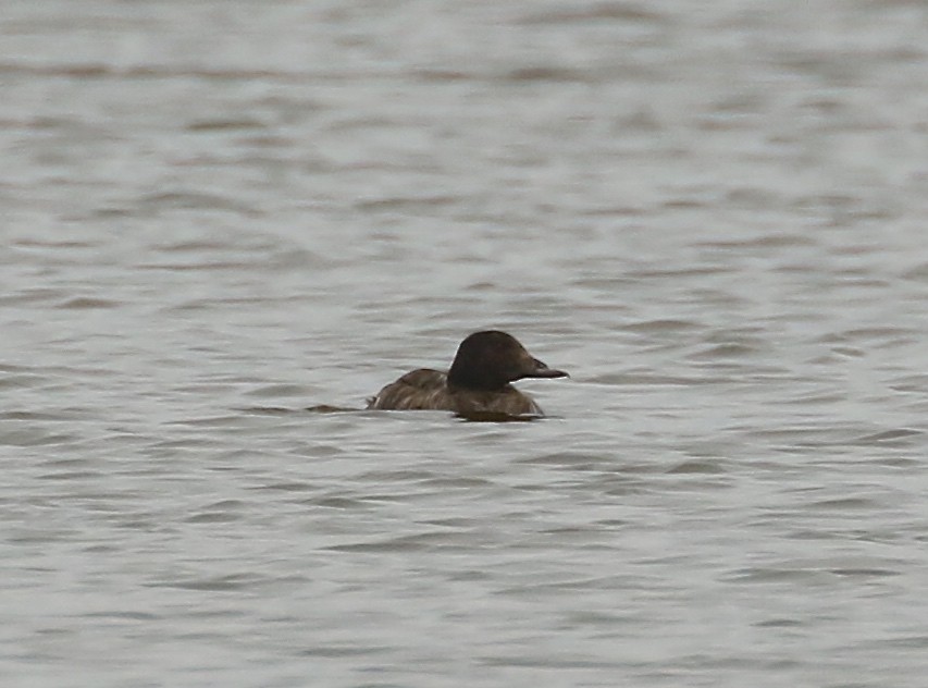 White-winged Scoter - ML590097541