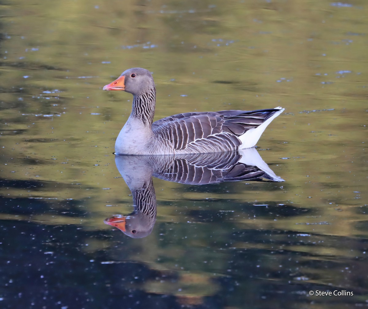 Graylag Goose - Steve Collins