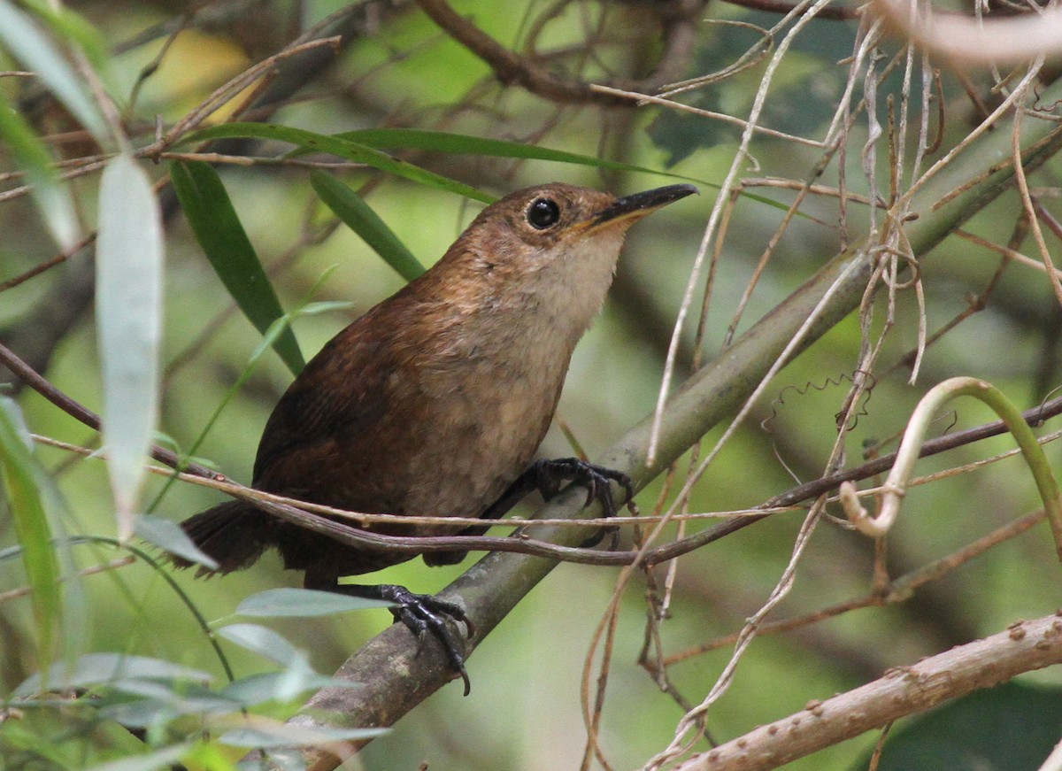 Nava's Wren - Matthew Grube