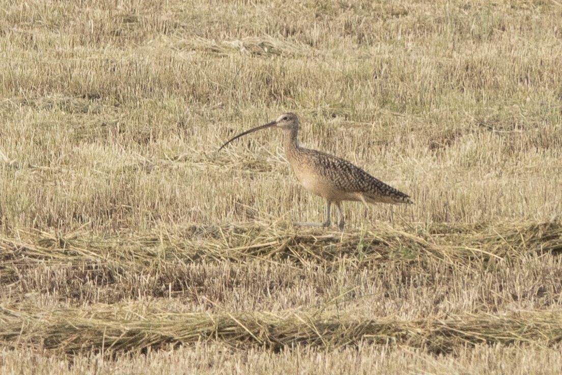 Long-billed Curlew - ML590098491