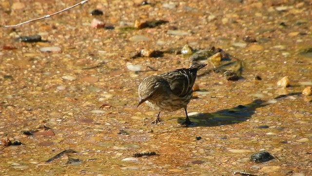 Pine Siskin - ML590098821