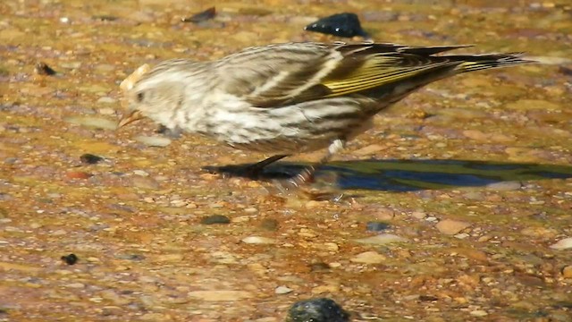 Pine Siskin - ML590098851