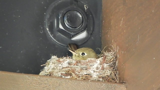 Western Flycatcher (Cordilleran) - ML590099131