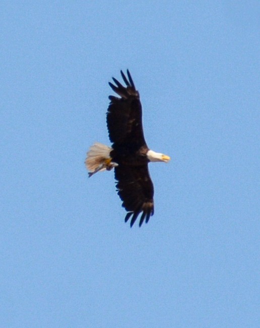 Weißkopf-Seeadler - ML590099451