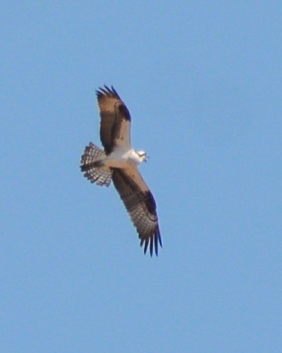 Águila Pescadora - ML590099561