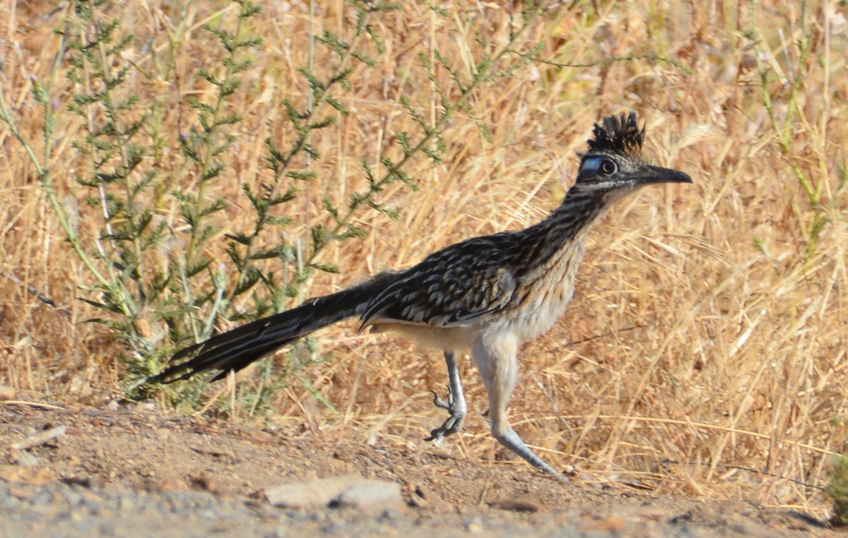 Greater Roadrunner - Jim Wilson