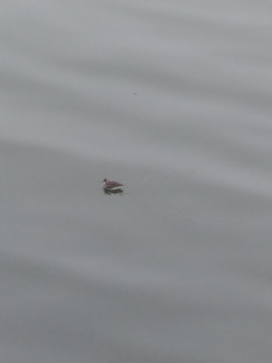 Red-necked Phalarope - Andrew Rackliff