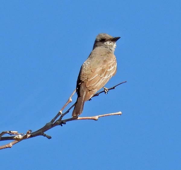 Cassin's Kingbird - Cory Shaw