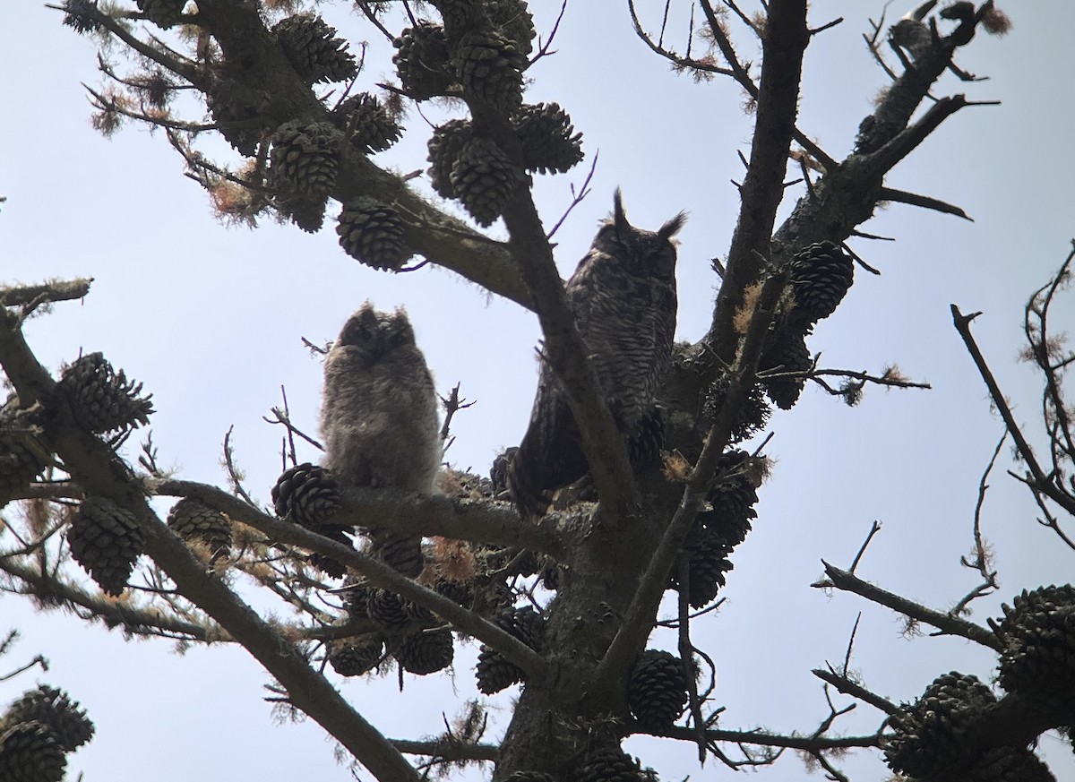 Great Horned Owl - ML590100901