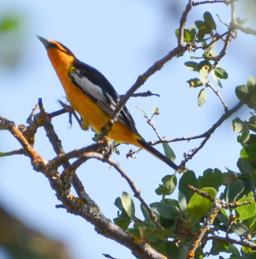 Bullock's Oriole - ML590101011