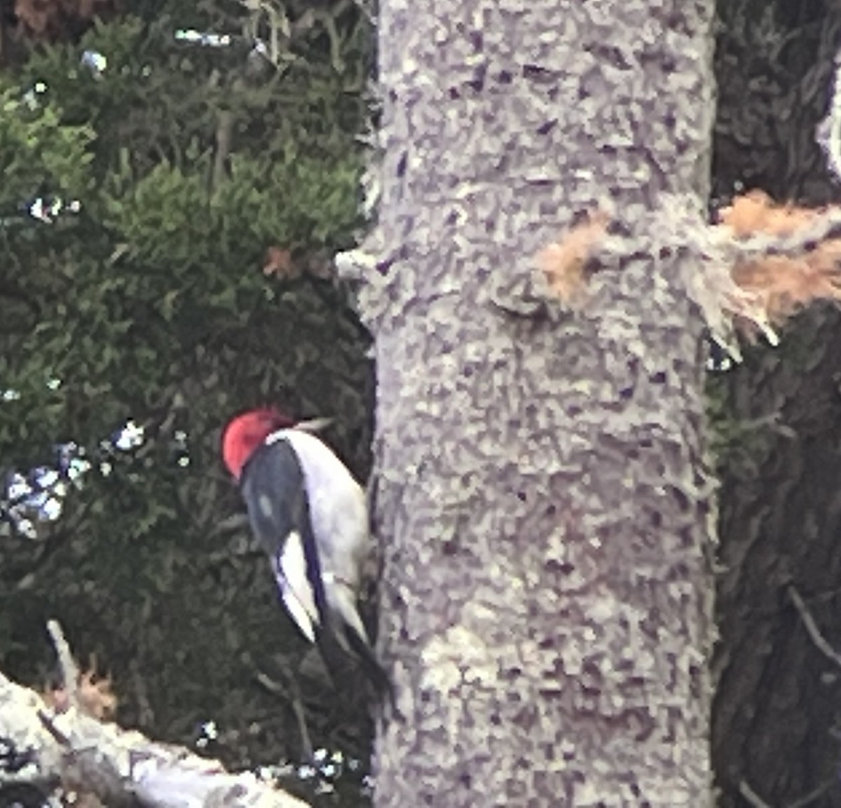 Red-headed Woodpecker - ML590101041