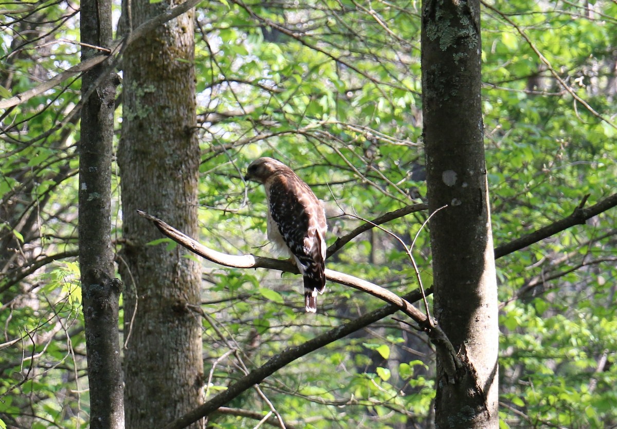 Red-shouldered Hawk - ML59010171