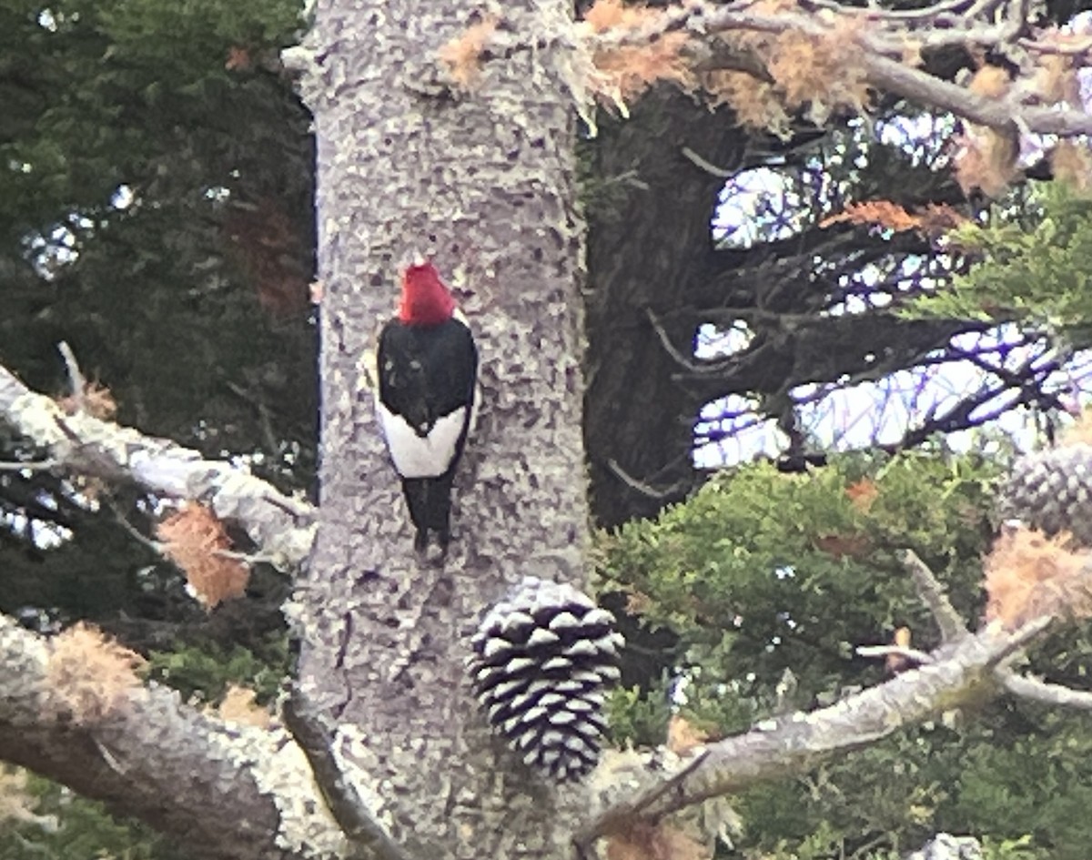 Pic à tête rouge - ML590101791