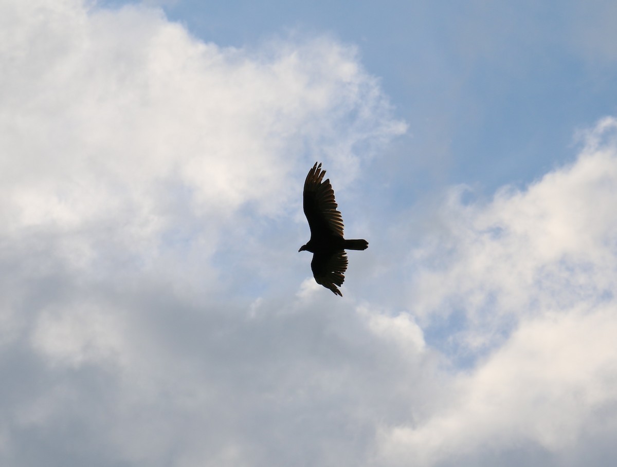 Turkey Vulture - ML59010241