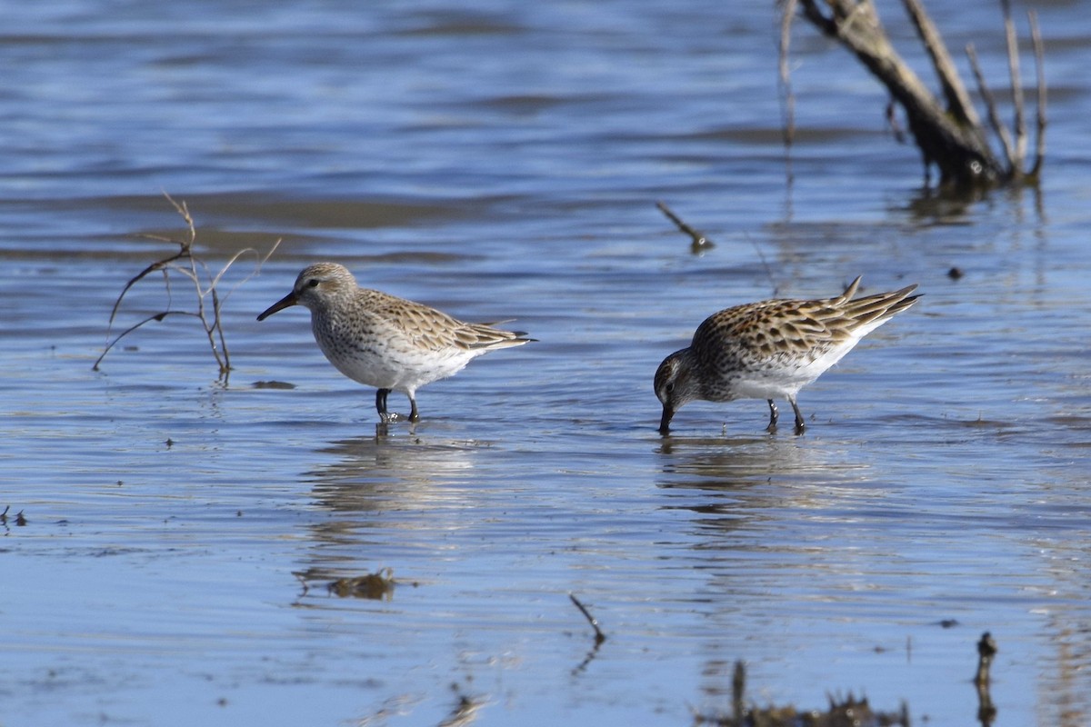 White-rumped Sandpiper - ML59010371