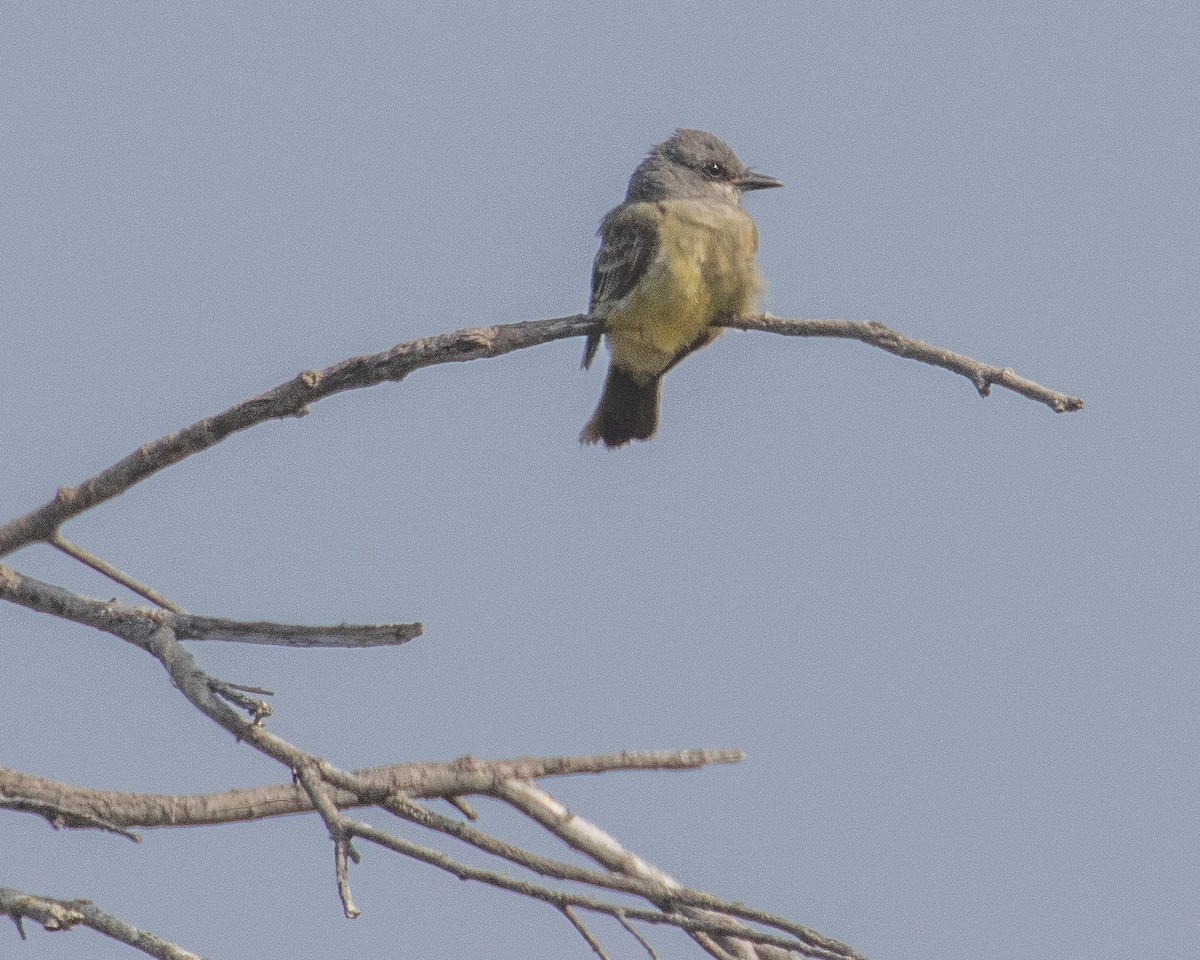 Cassin's Kingbird - ML590104081