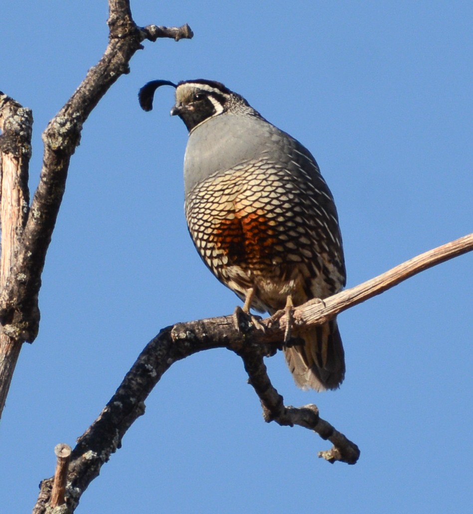 California Quail - ML590104171