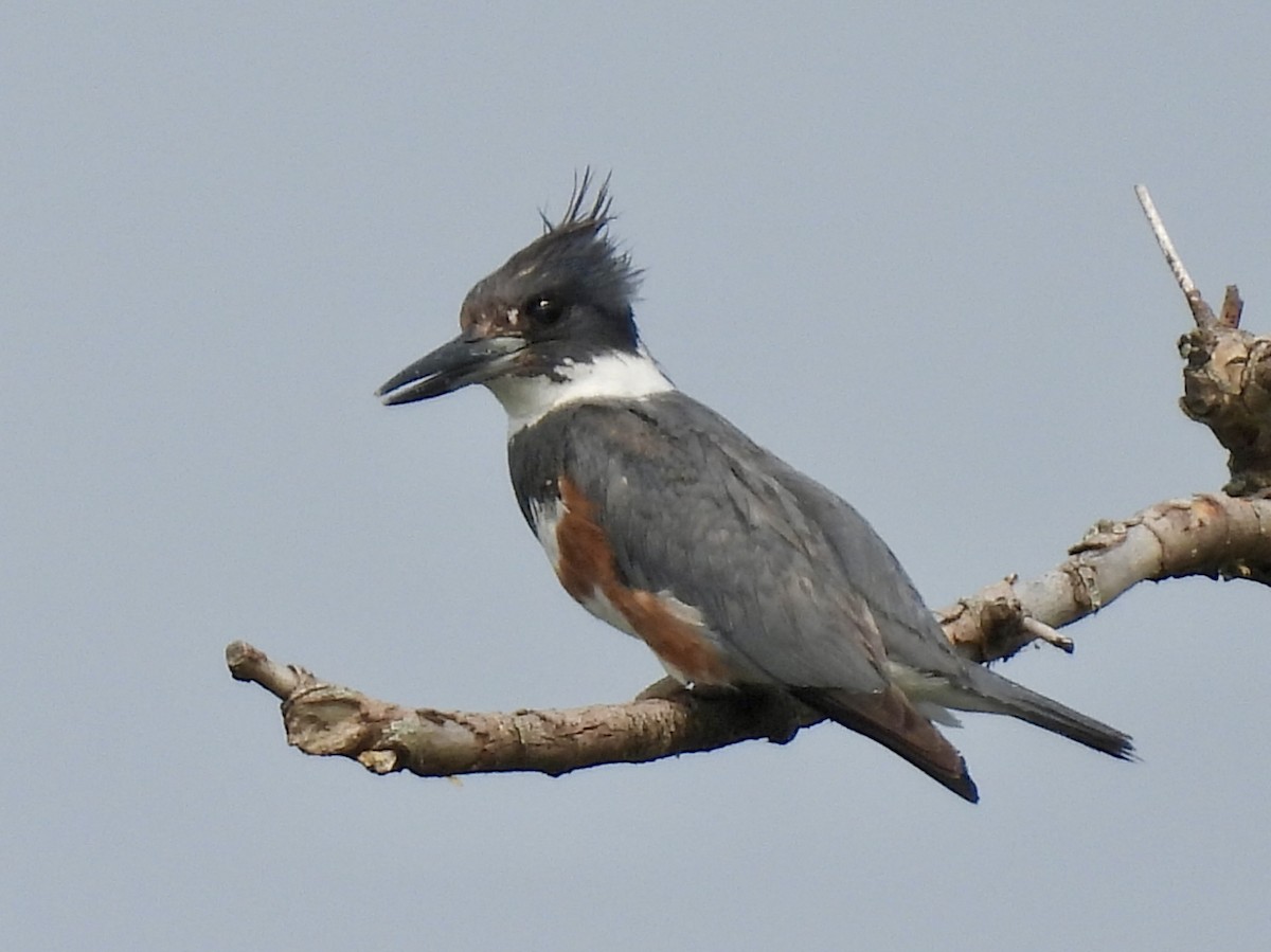 Belted Kingfisher - Sandy and Stephen Birge