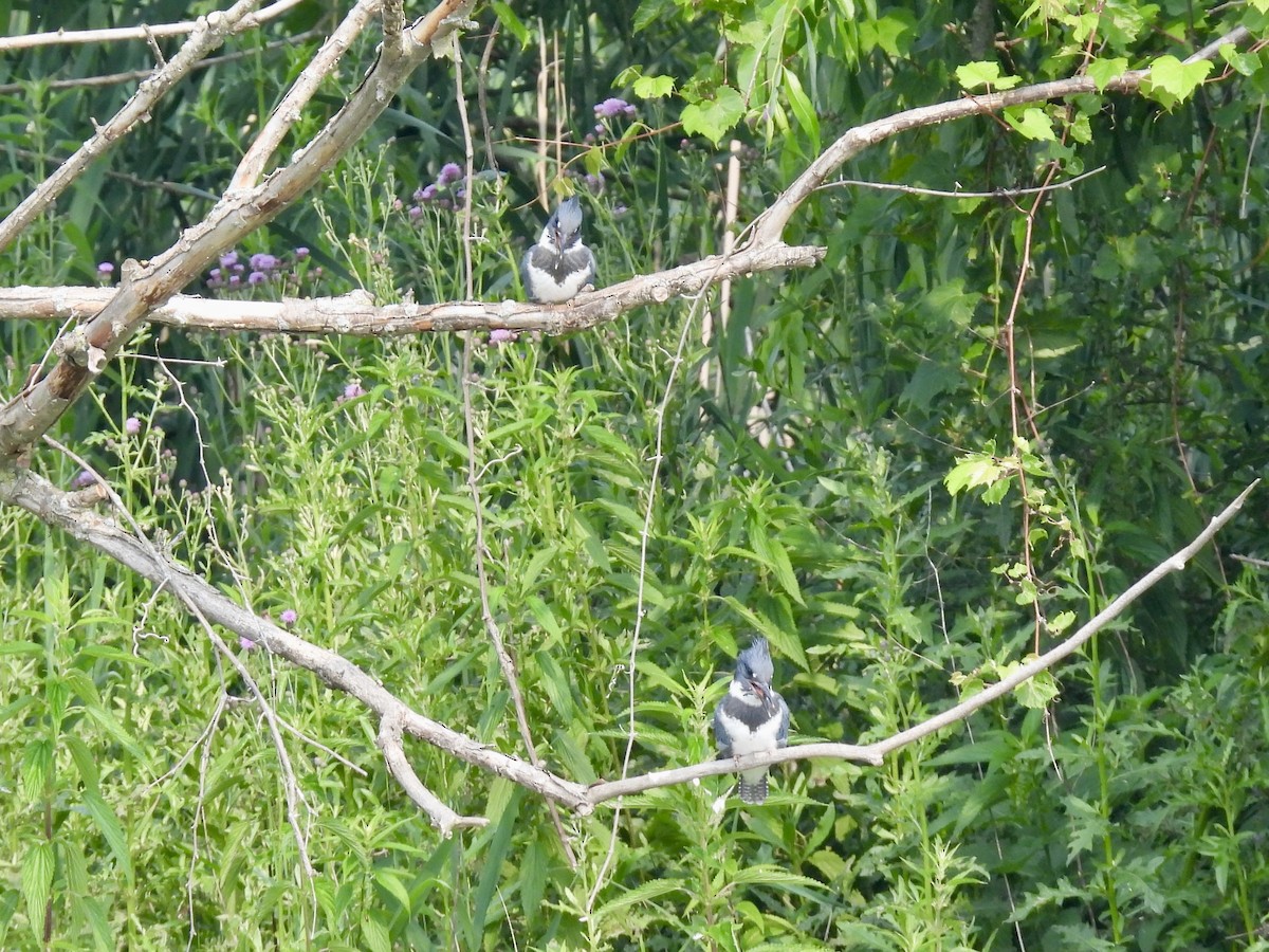 Belted Kingfisher - ML590104641