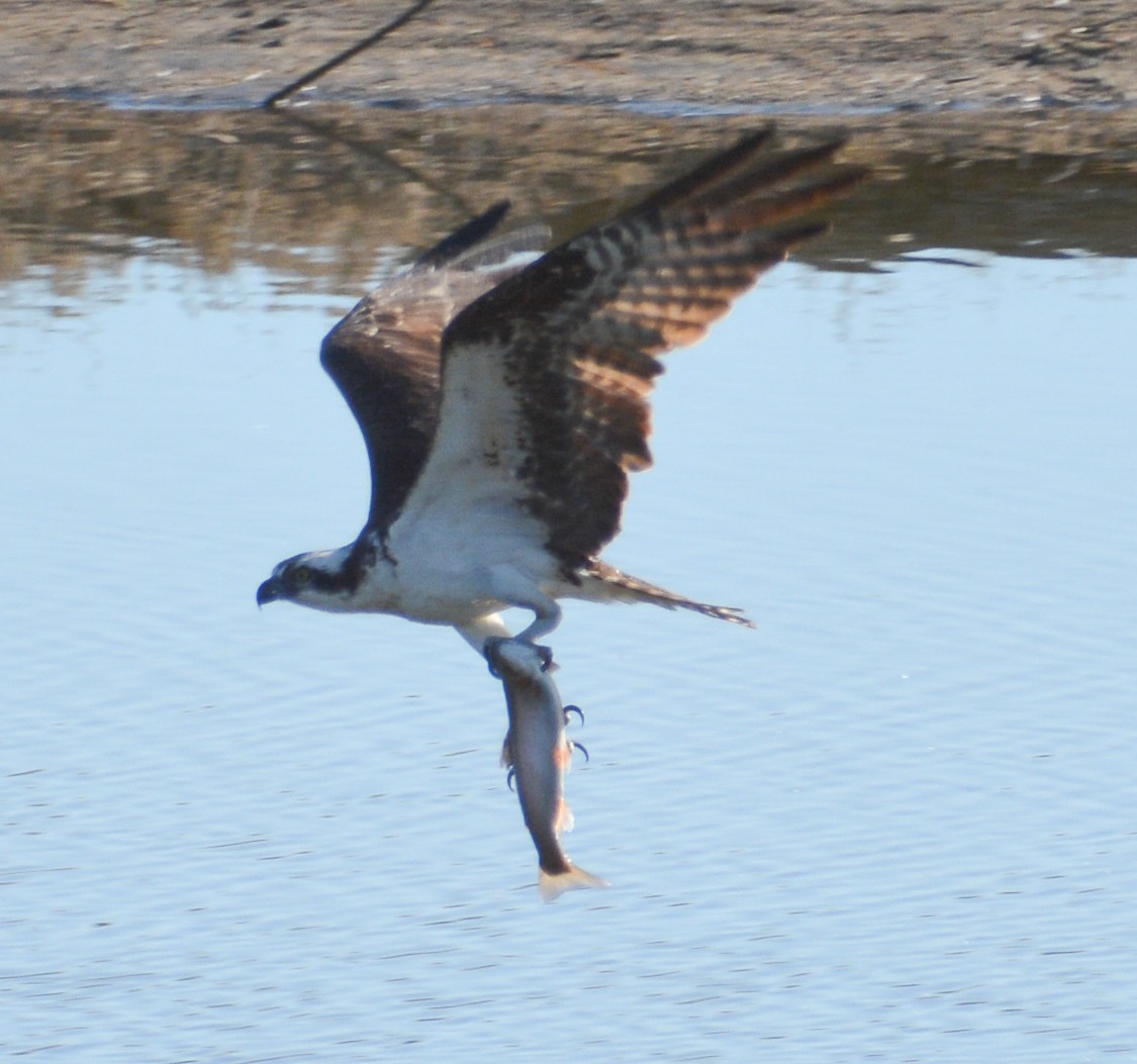 Águila Pescadora - ML590105381