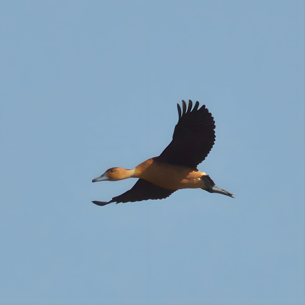 Fulvous Whistling-Duck - ML590105711