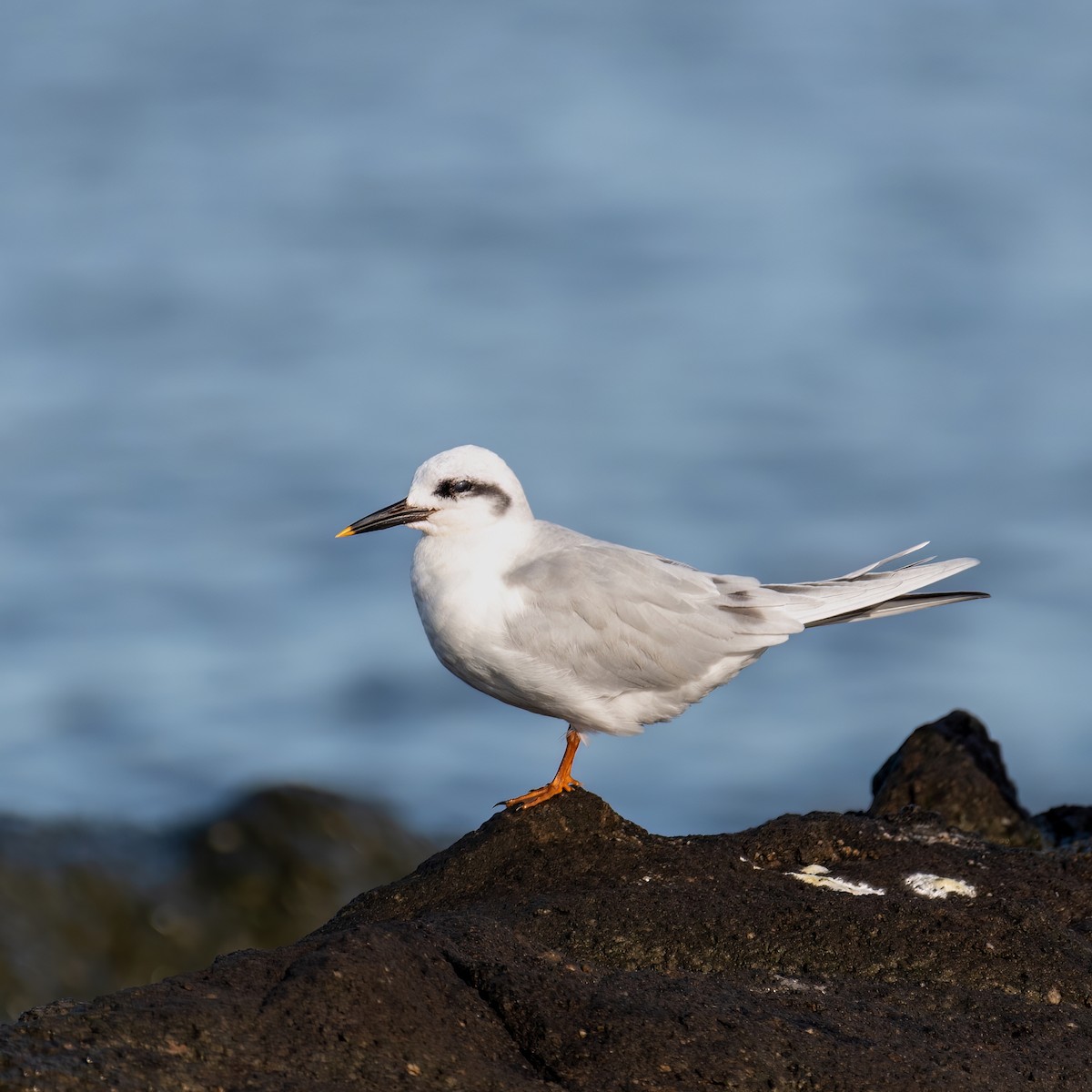 Snowy-crowned Tern - ML590106541