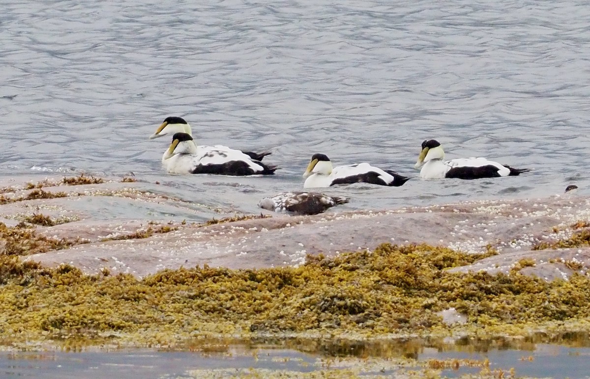 Common Eider - ML590107181