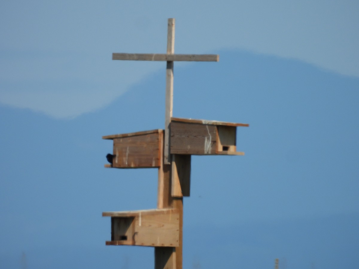 Purple Martin - ML590107191