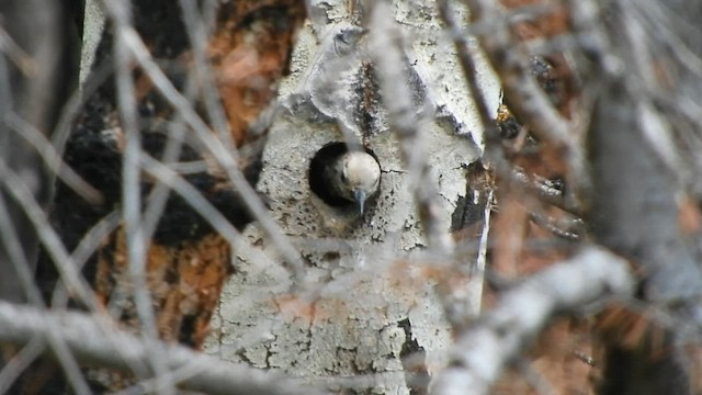 Williamson's Sapsucker - ML590107581