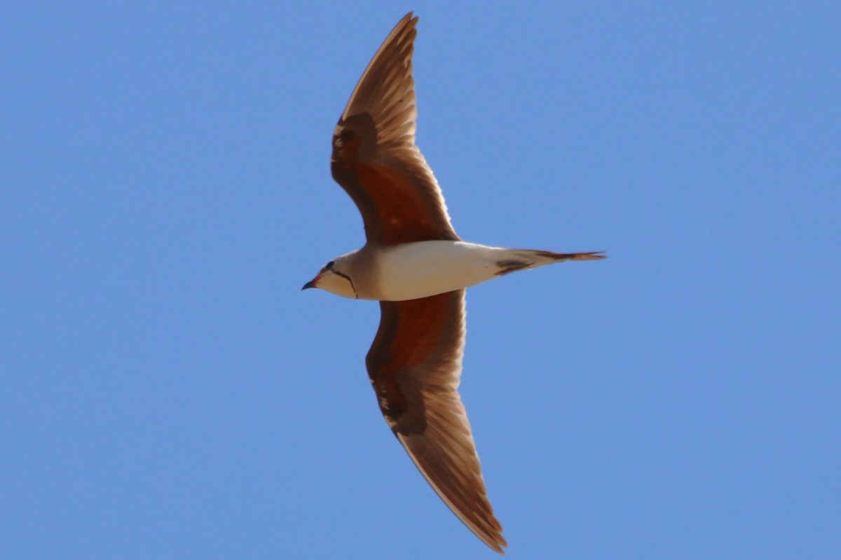 Collared Pratincole - ML590107661