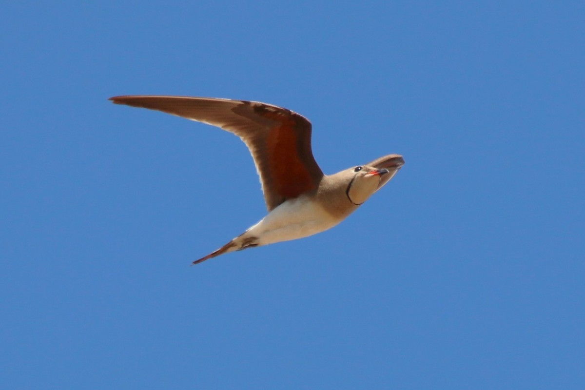 Collared Pratincole - ML590107671