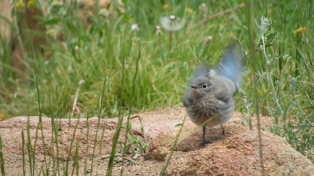 Mountain Bluebird - ML590108161