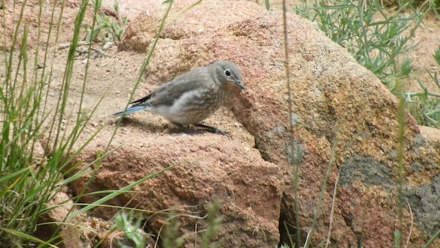 Mountain Bluebird - ML590108281