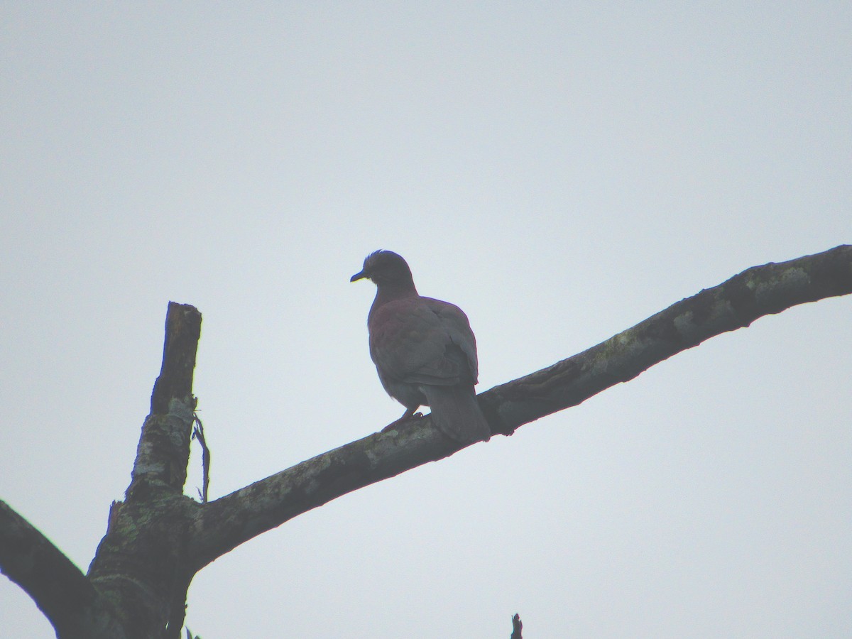 Pale-vented Pigeon - ML590110121