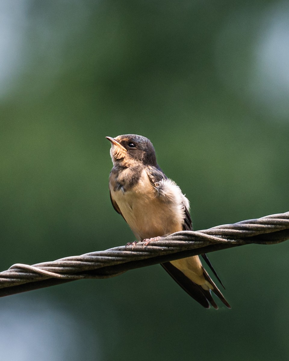 Barn Swallow - Peter Rosario