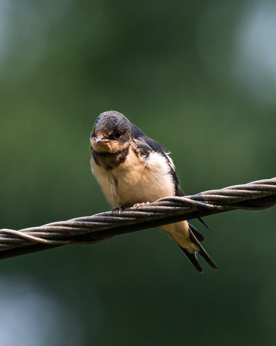 Barn Swallow - Peter Rosario