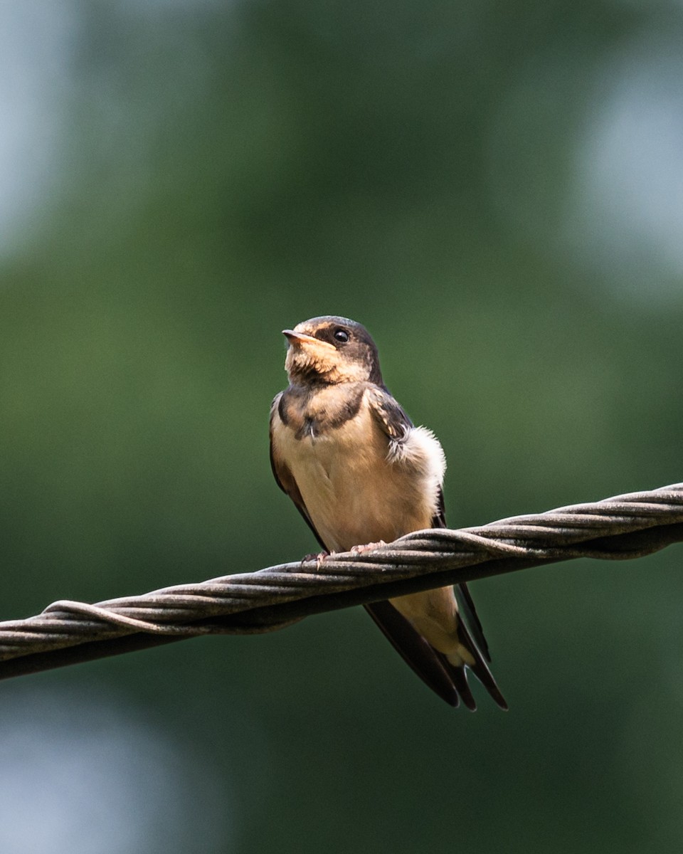 Barn Swallow - Peter Rosario