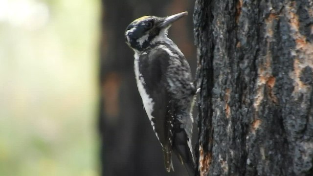 American Three-toed Woodpecker - ML590110631