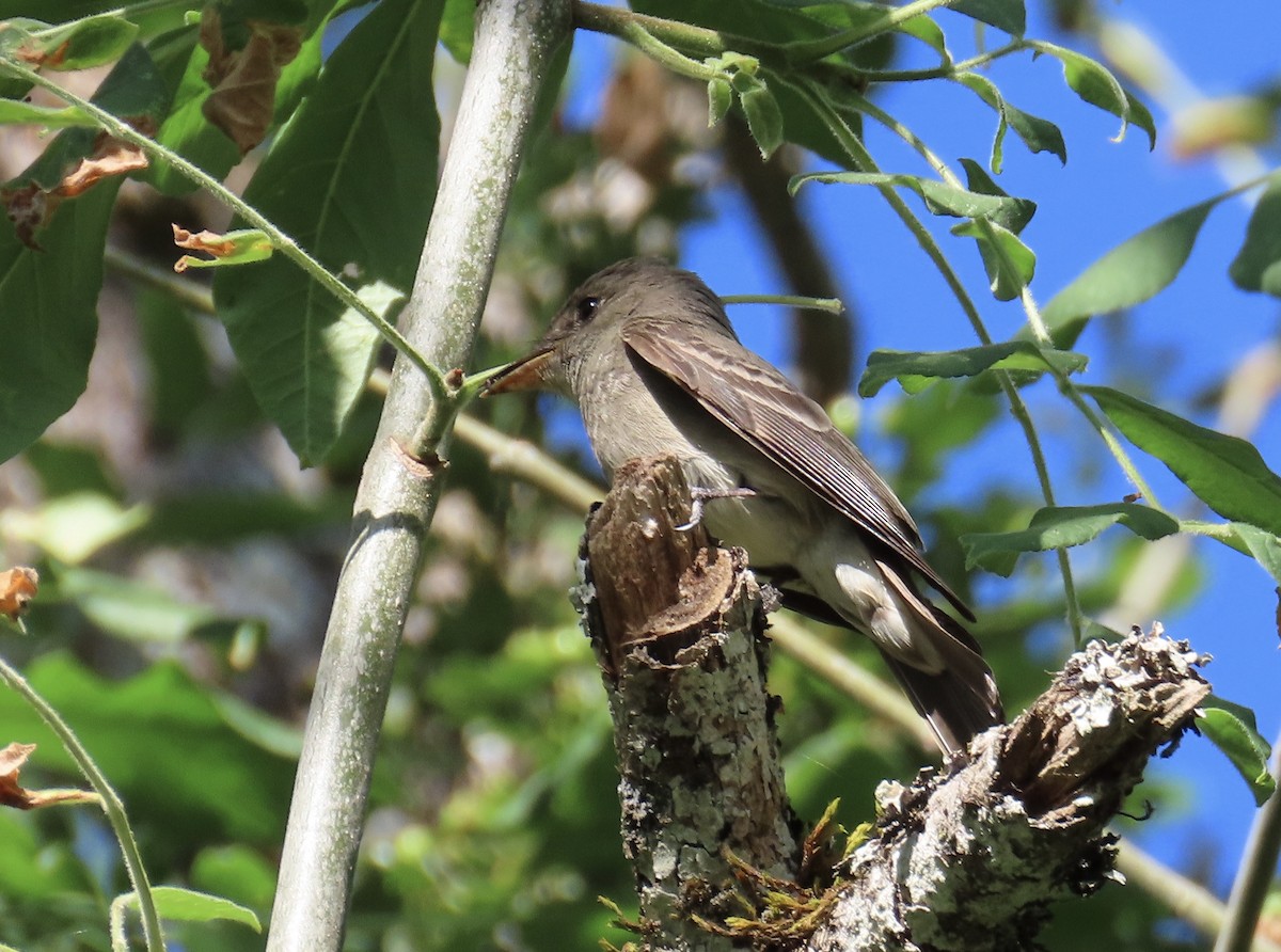 Western Wood-Pewee - Mary Ratcliff